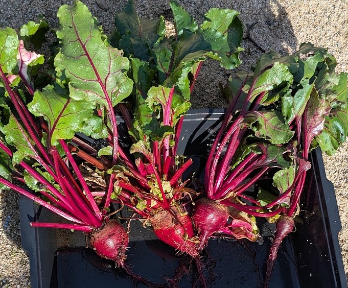 Freshly harvested beets