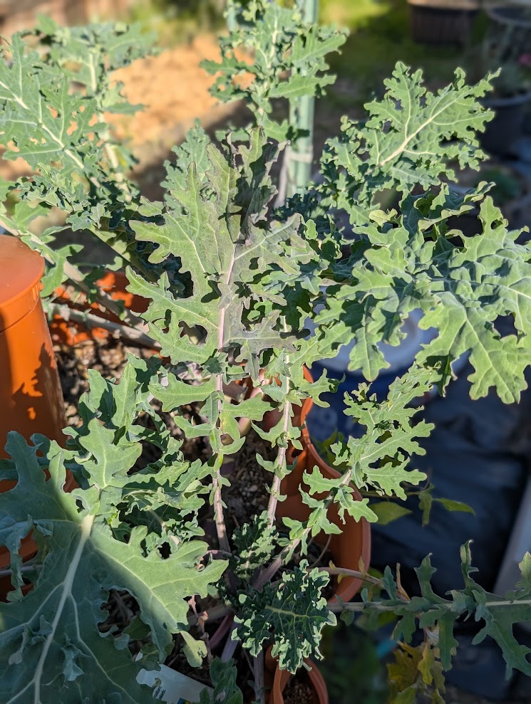kale plants in a garden tower