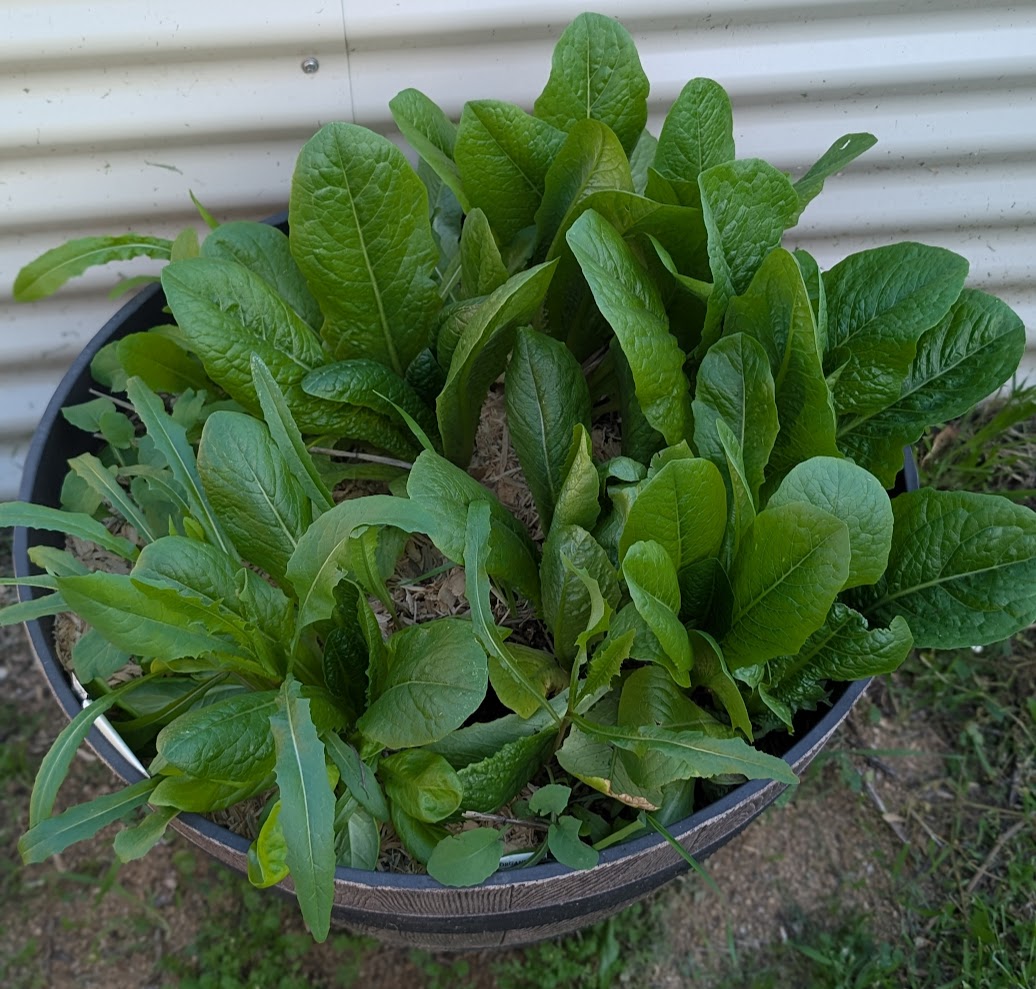 Lettuce growing in a large pot in the Inland Empire