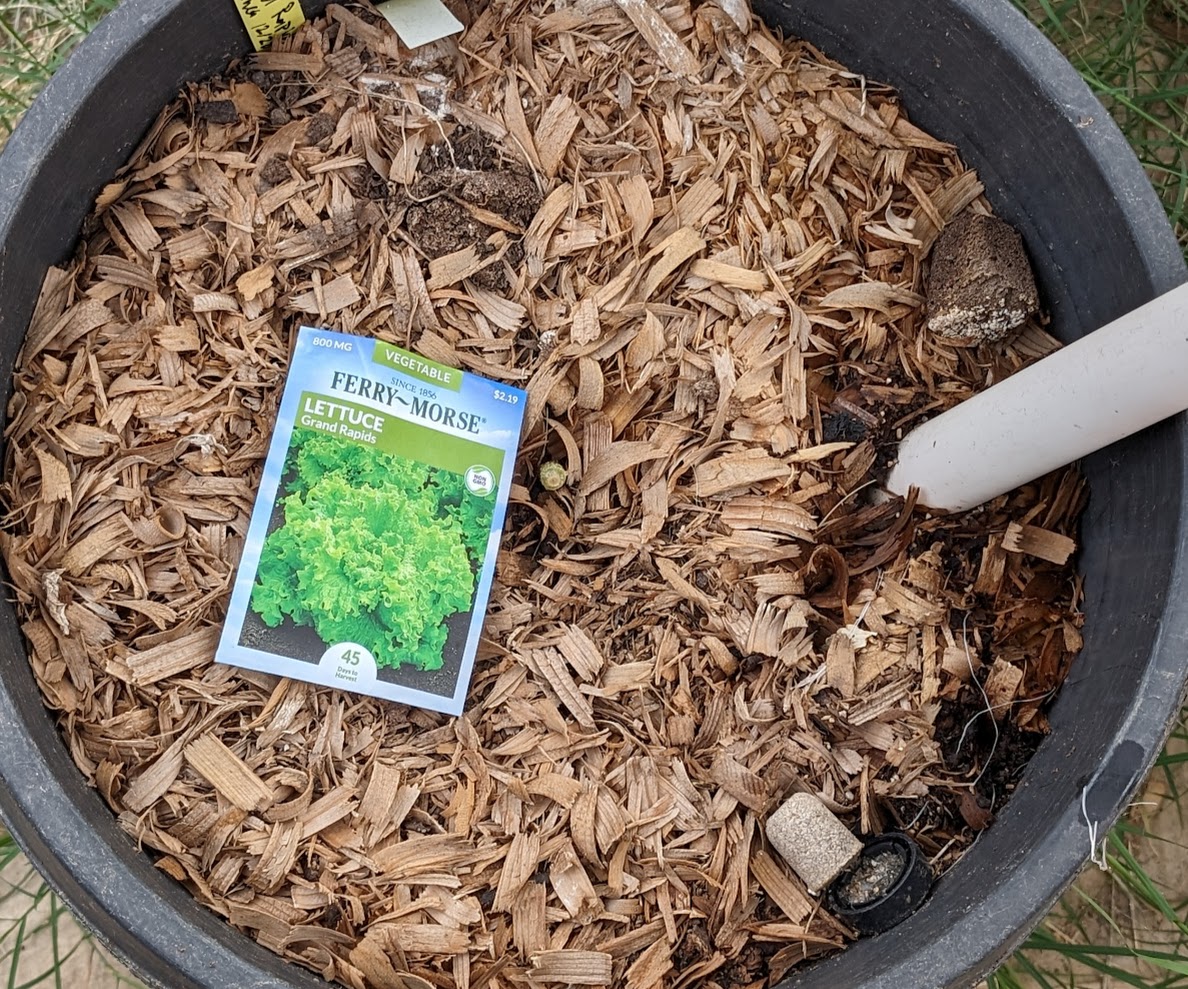 Planting lettuce in containers in December