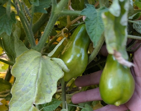 Productive December garden in Warm Springs with cool-season vegetables and fruit trees