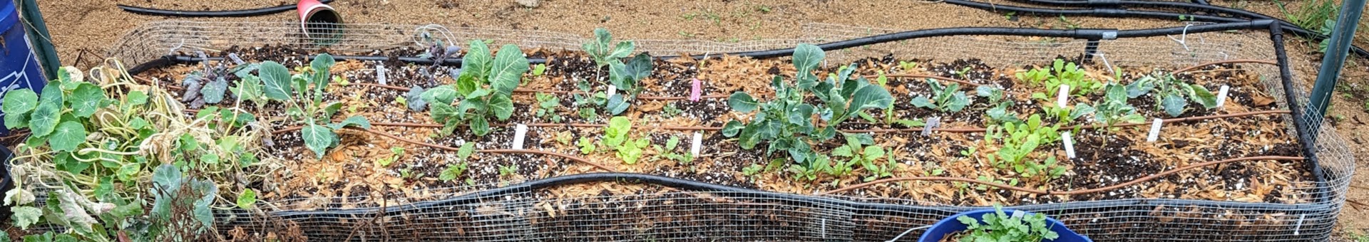 Thriving February garden with brassicas, peas, and beets
