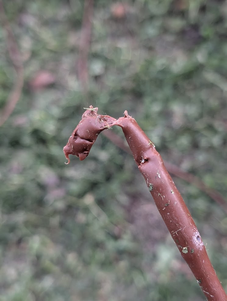 Checking drip irrigation lines in the garden