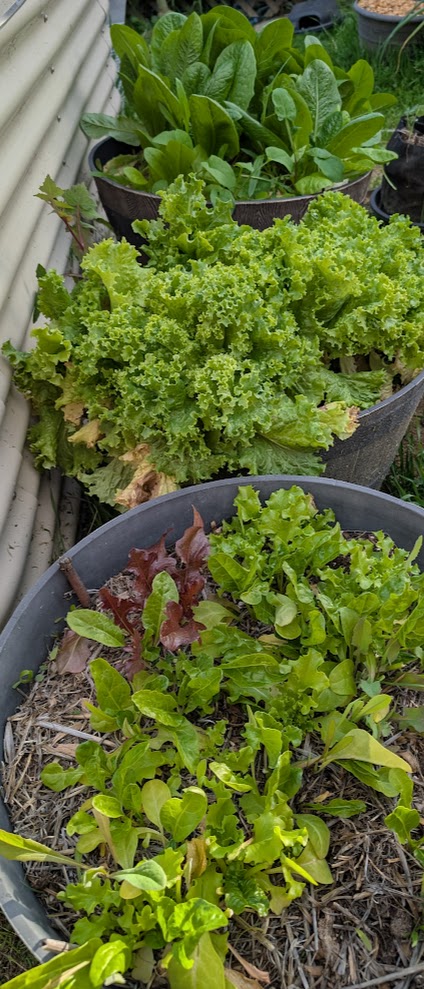 Lettuce plants at various stages of growth