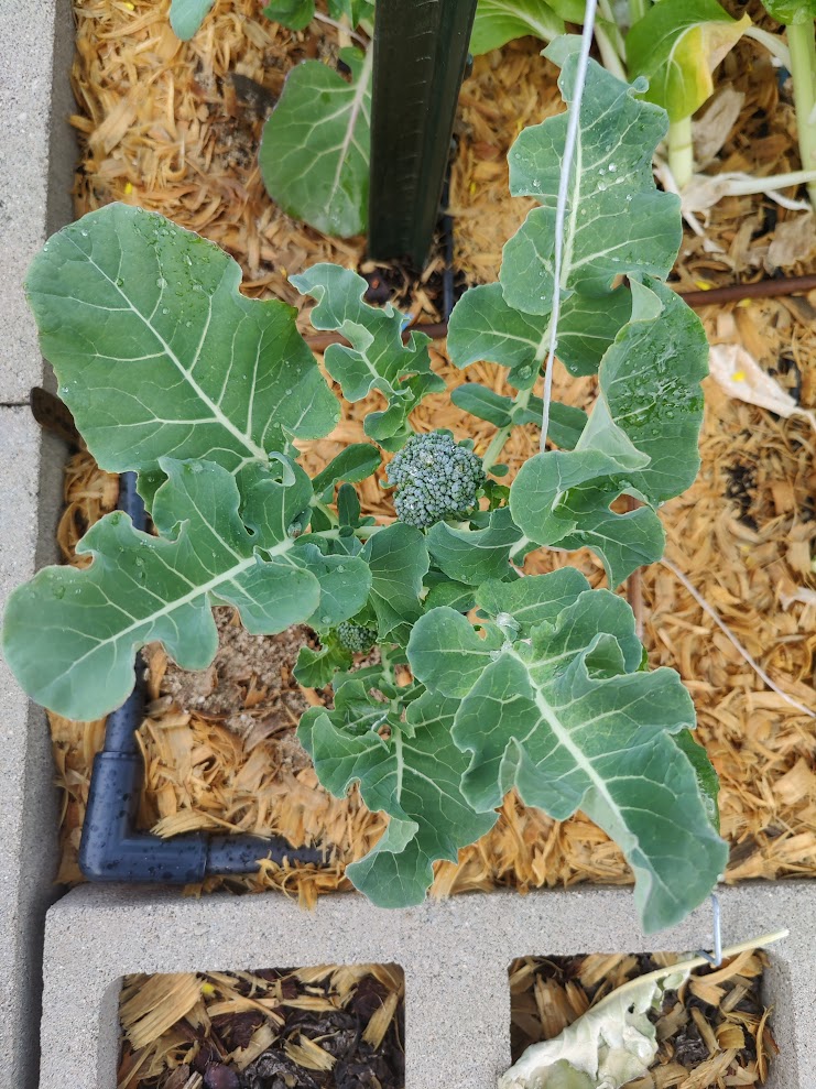 Brassica transplants being set out in garden beds