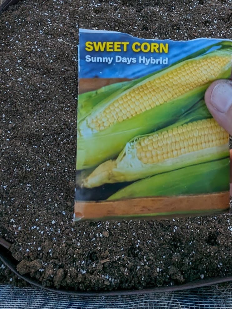 Tomato and pepper seedlings under grow lights
