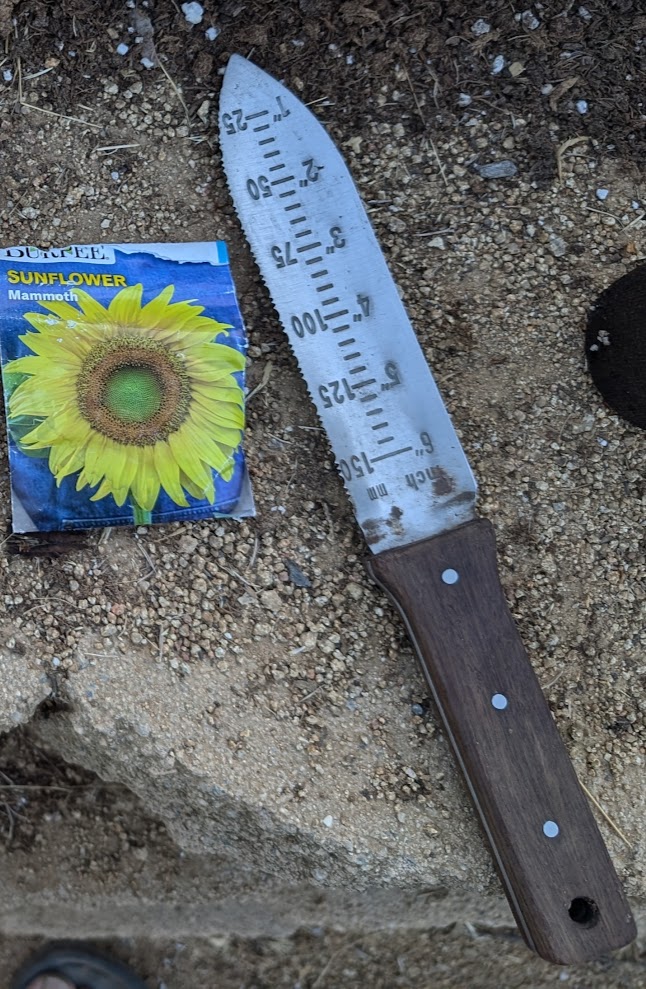 Hori hori knife being used to divide a perennial plant